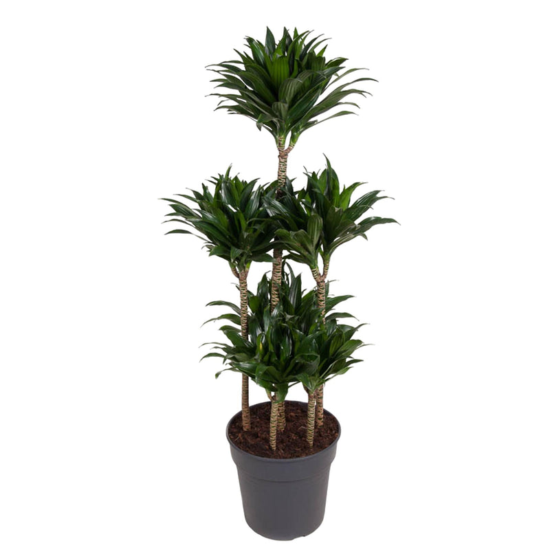 Dracaena Compacta Carrousel, 130 cm, Ø31: Elegante Grünpflanze