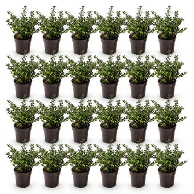 Green boutiQ - 24x Ilex crenata Stokes - Japanische Stechpalme - Heckenpflanzen - Immergrün - Grün - Topf 9cm - Höhe 20-30cm