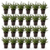 Green boutiQ - 24x Ilex crenata Stokes - Japanische Stechpalme - Heckenpflanzen - Immergrün - Grün - Topf 9cm - Höhe 20-30cm Bild 10