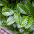 GreenboutiQ Prunus laurocerasus Etna Stamm Pflanze 90cm Bild 4