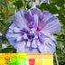 Hibiskus Blue Chiffon® Stamm 90cm, pflegeleicht, für Balkon Bild 7