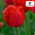Tulpenbollen Masterpeace – 20 Stuks | KH Bloembollen® | Rode Tulp met Kartelrand – Stoer & Uniek – Voor Tuin of Pot – Maat 11/12 – Vers van de Teler Bild 2