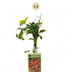 6x Parthenocissus tr. 'Veitchii Boskoop' Jungfernrebe Ø9cm - 35cm Bild 2