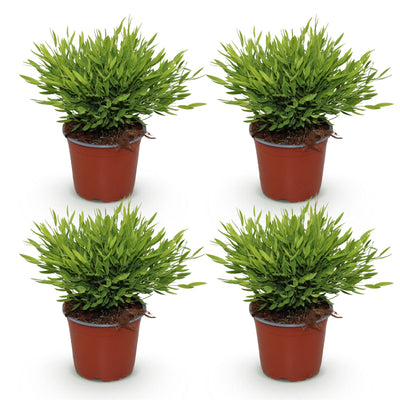 Green boutiQ - Zimmerpflanze - Bamusa Pogonatherum Monica - Bambusgras - Haustierfreundlich - Grün - 4 Pflanzen - Topf 12cm - Höhe 30-35cm