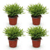 Green boutiQ - Indoor Plant - Bamusa Pogonatherum Monica - Bamboo Grass - Pet Friendly - Green - 4 Plants - Pot 12cm - Height 30-35cm Bild 2