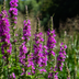 12x Blutweiderich (Lythrum salicaria) - 10-25cm hoch, Ø9cm Topf Bild 6