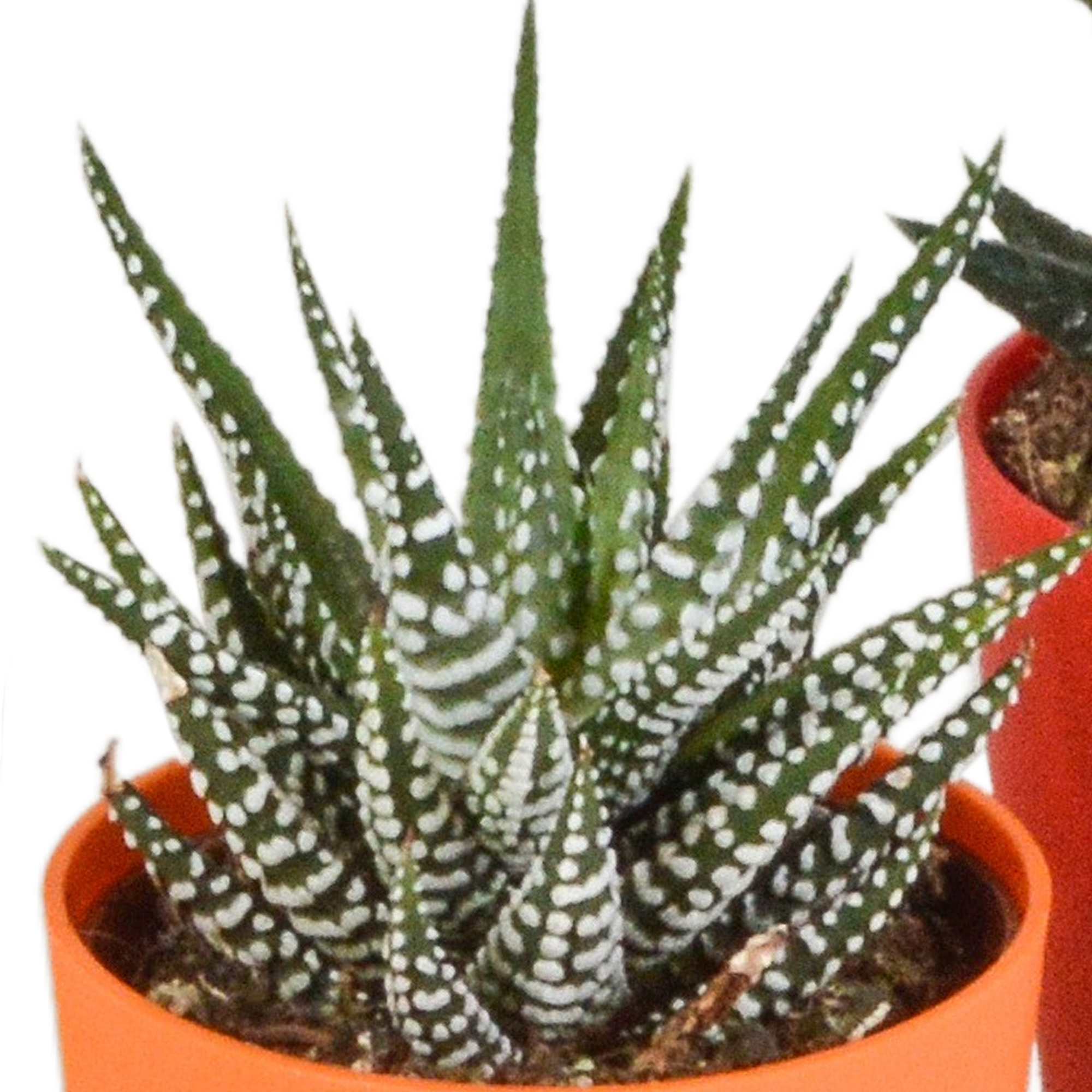 Gasteria/Haworthia-Mischung 5,5cm - 5x - in gekleurde plasticpot