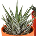 Gasteria/Haworthia-Mischung 5x im bunten Topf (5,5 cm) Bild 4