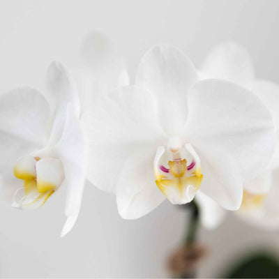 Weiße Amabilis Orchidee im gelben Horizon Übertopf (Ø9cm)