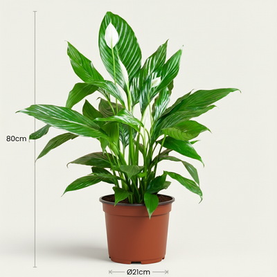 Mondblume (Spathiphyllum) - Weiße Eleganz, pflegeleicht, 70-80cm