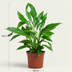 Mondblume (Spathiphyllum) - Weiße Eleganz, pflegeleicht, 70-80cm Bild 2