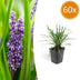 60x Liriope muscari 'Moneymaker' - 10-25cm Höhe Bild 1