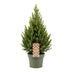 Picea glauca Conica - Zuckerhutfichte - Grün - Weihnachtsbaum - Ø19cm - ↕65cm Bild 2