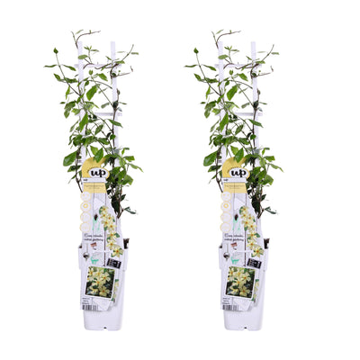 2x Trachelospermum 'Star of Toscana' - 65cm - Ø15cm Topf