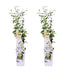 2x Trachelospermum 'Star of Toscana' - 65cm - Ø15cm Topf Bild 1