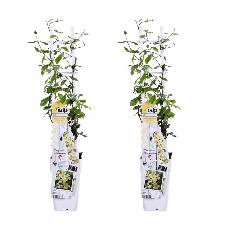 2x Trachelospermum 'Star of Toscana' - 65cm - Ø15cm Topf