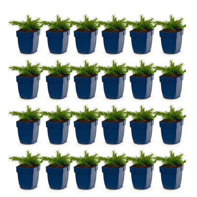 Green boutiQ - Perennial - Phlox Rosette - Flame Bloom - Ground Cover - Pink - 24 Plants - 11cm Pot - Height 15-25cm