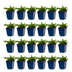 Green boutiQ - Perennial - Phlox Rosette - Flame Bloom - Ground Cover - Pink - 24 Plants - Pot 11cm - Height 15-25cm Bild 7