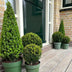 Ilex Pyramid 55 cm high | Evergreen Potted Plant Bild 6