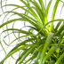 Beaucarnea Recurvata im Korb Ø24cm - 80-100cm Bild 4