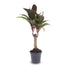 Mini Palm 'Purple Compacta' – Cordyline fruticosa, 6cm pot Bild 1