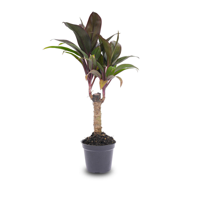 Mini Palm 'Purple Compacta' – Cordyline fruticosa, 6cm pot