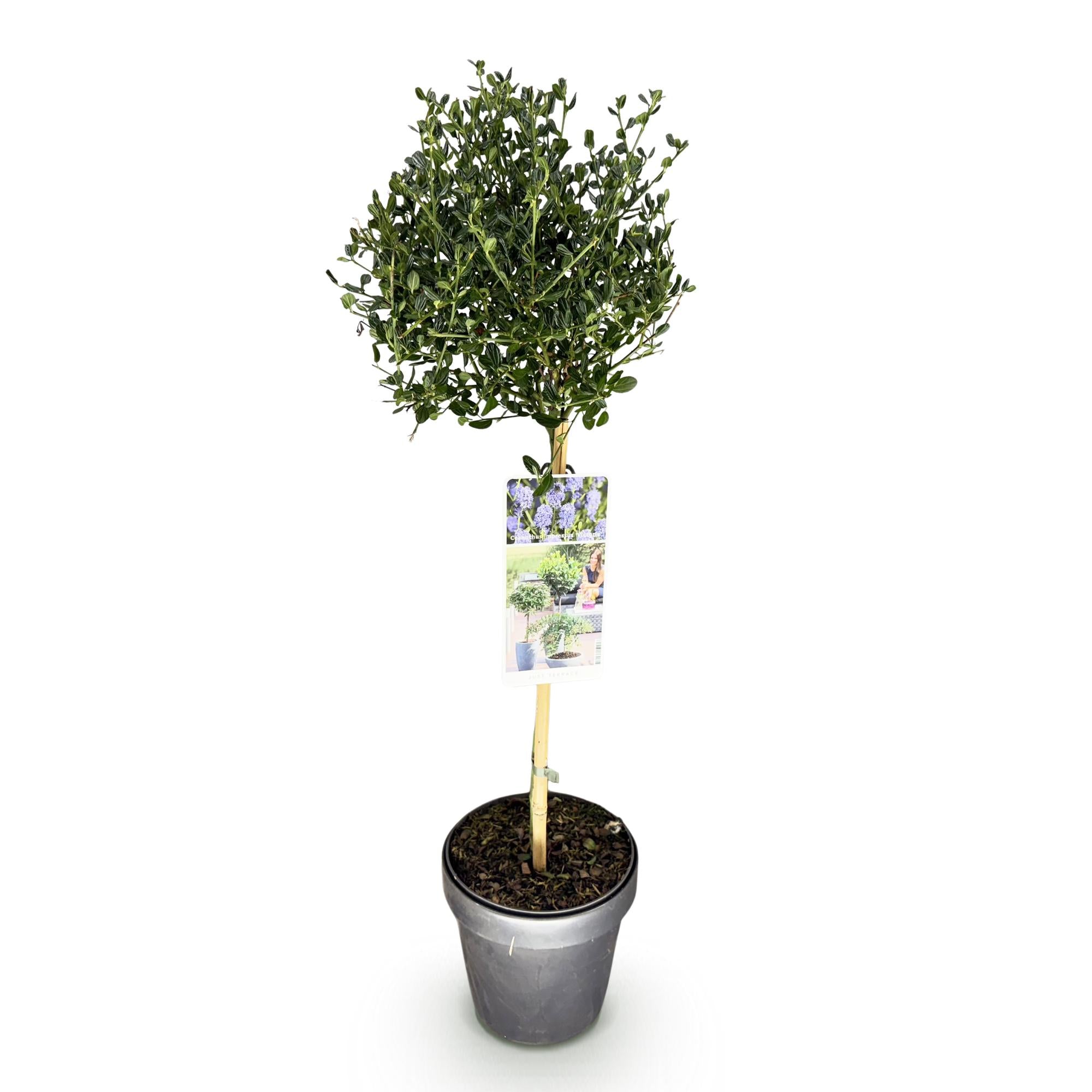 GreenboutiQ - Stamm Pflanze - Ceanothus impressus Victoria - Terrassenpflanze - Immergrün - Winterhart - Lila Blüte - Topf 19cm Höhe 90cm