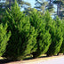 GreenboutiQ Leylandii Hedging Plants: 8 Plants for 1m of Hedge Bild 7