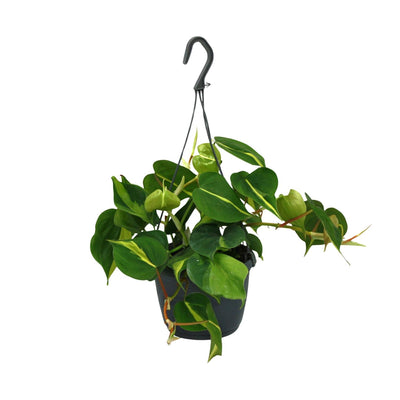 Philodendron Scandens Brasil - 15cm Topf, 35cm hoch