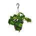 Philodendron Scandens Brasil - 15cm pot, 35cm tall Bild 1