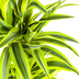 Dracaena Lemon Lime Ø19cm - 70-90cm Bild 4
