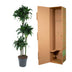 Dracaena Tatuade, 140 cm, Topfdurchmesser 24 cm Bild 4