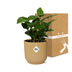 Coffea Arabica Kaffeepflanze im gelben ELHO Vibes Topf, 14 cm Bild 5