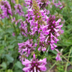 Stachys mon. 'Hummelo' (10-25cm, Ø9cm) – Robust Perennial for the Garden Bild 6