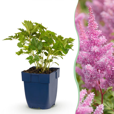 Green boutiQ - Perennials - Astilbe chin. Pumila - False Spirea - Shade - Purple - 1 Plant - 11cm Pot - Height 15-25cm