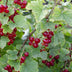 Rote Johannisbeere 'Jonkheer van Tets' Bio, Ø13cm, ↕45cm Bild 6