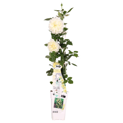 Rosa Crazy in Love 'Vanilla' Kletterrose - Creme-Rose Ø15cm