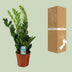 Zamioculcas Zamiifolia Pflanze, Ø17cm Topf, 65cm hoch Bild 4