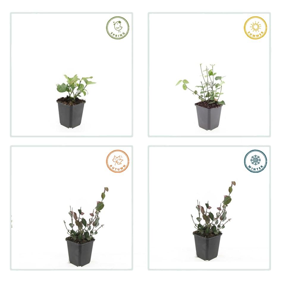 12x Euonymus 'Coloratus' - Bodendecker, winterhart, 10-25cm