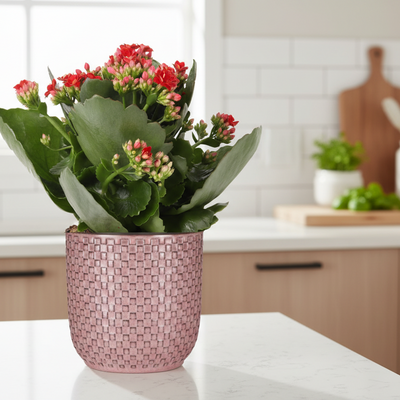 Muttertag – Kalanchoe Rosalina Don Justino Rot + Blumentopf mit rosa Relief