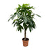 Pachira Aquatica - Geldbaum, 160 cm, Topf ø27 cm Bild 1