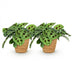 2x Maranta Fascinator Kerchoveana Zebrapflanze im Korb, Höhe 25cm Bild 2