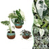 Baby Variegata Mix (3er Set) - Exklusive Tropenpflanzen Ø6cm Bild 1