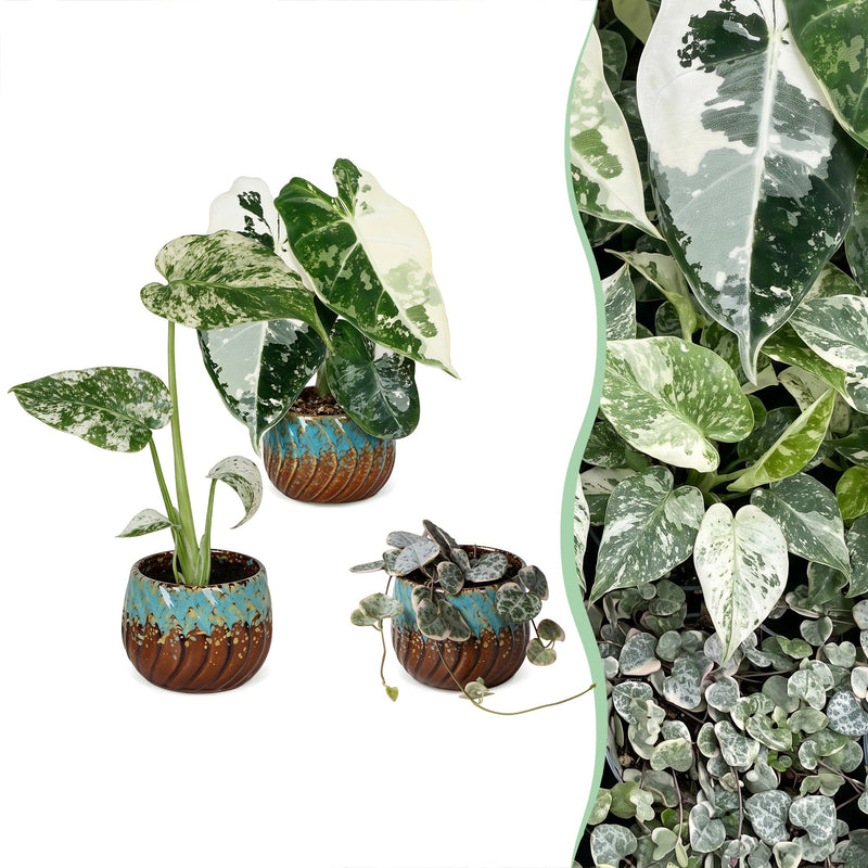 Baby Variegata Mix (3er Set) - Exklusive Tropenpflanzen Ø6cm