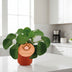 Pilea Peperomioides im 11cm Topf – Chinesische Geldpflanze Bild 3