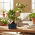 Bonsai 'Sageretia' S-shape Ø15cm - ↕15cm, easy-care Bild 3