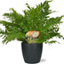 Blechnum Silver Lady: Elegante Silberfarn-Pflanze im Anthrazit-Topf Bild 1