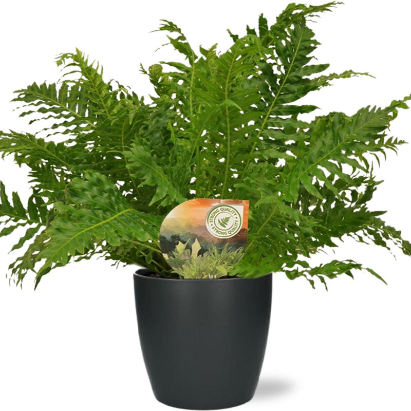 Blechnum Silver Lady: Elegante Silberfarn-Pflanze im Anthrazit-Topf