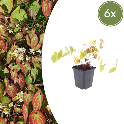 6x Epimedium y. 'Niveum' - Elfenblume, 10-25cm