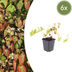 6x Epimedium y. 'Niveum' - Barrenwort, 10-25cm Bild 1